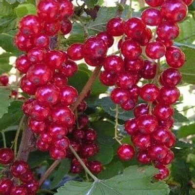 Смородина красная ПУРПУРНАЯ  Смородина красная ПУРПУРНАЯ в Курске