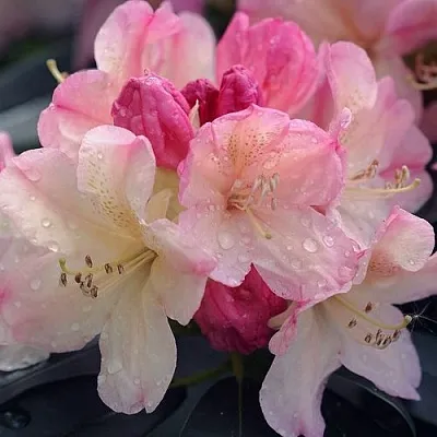 Рододендрон ПЕРСИ ВАЙСМАН в Курске