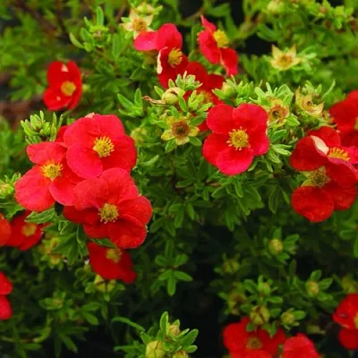 Лапчатка РЕД АЙС кустарниковая в Курске