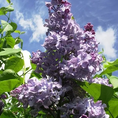 Сирень КРЫЛЬЯ НАДЕЖДЫ  Сирень КРЫЛЬЯ НАДЕЖДЫ в Курске