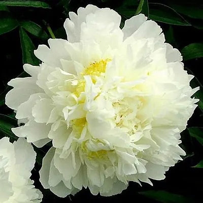 Пион ЗОЛОТОЙ ОРЕОЛ травянистый  Пион ЗОЛОТОЙ ОРЕОЛ травянистый в Курске