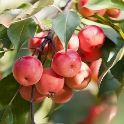 Яблоня ВИШНЕПЛОДНАЯ декоративная  Яблоня ВИШНЕПЛОДНАЯ декоративная в Курске