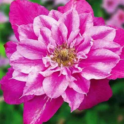 Клематис МАЙ ДАРЛИНГ   Клематис МАЙ ДАРЛИНГ  в Курске