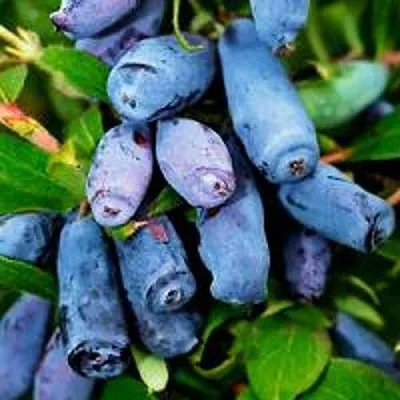 Жимолость съедобная ВОЛХОВА в Курске