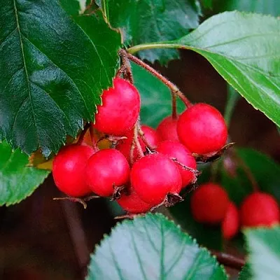 Боярышник ЛЮДМИЛ  Боярышник ЛЮДМИЛ в Курске