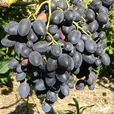 Виноград НАДЕЖДА АЗОС  Виноград НАДЕЖДА АЗОС в Курске