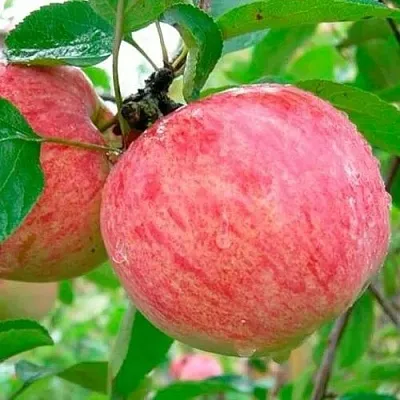 Яблоня КОРИЧНОЕ ПОЛОСАТОЕ  Яблоня КОРИЧНОЕ ПОЛОСАТОЕ в Курске