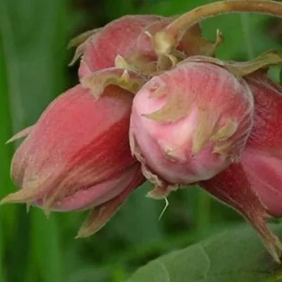 Фундук АКАДЕМИК ЯБЛОКОВ  Фундук АКАДЕМИК ЯБЛОКОВ в Курске