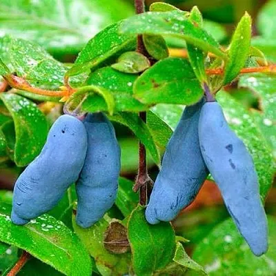 Жимолость съедобная МОРЕНА в Курске