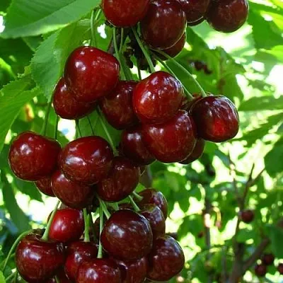 Вишня ВОСТОРГ колонновидная  Вишня ВОСТОРГ колонновидная в Курске