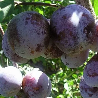 Слива РЕНКЛОД ХАРИТОНОВОЙ  Слива РЕНКЛОД ХАРИТОНОВОЙ в Курске