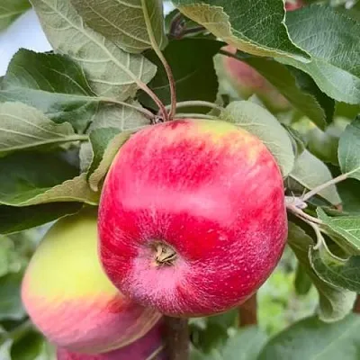 Яблоня АРБАТ колонновидная  Яблоня АРБАТ колонновидная в Курске