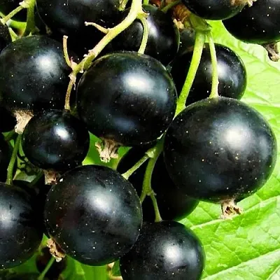 Смородина черная ДАЧНИЦА  Смородина черная ДАЧНИЦА в Курске