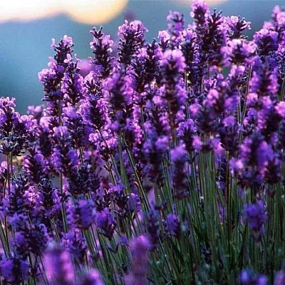 Лаванда  Лаванда в Курске
