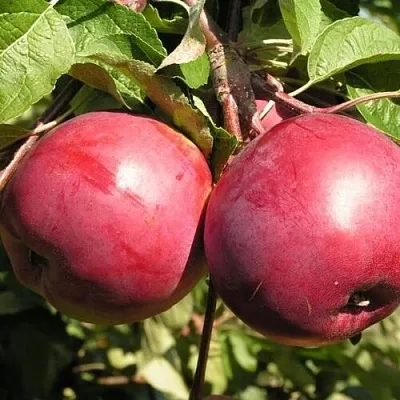 Яблоня ДАРУНАК  Яблоня ДАРУНАК в Курске