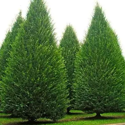 Граб   Граб  в Курске