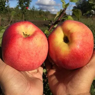 Яблоня КОВРОВОЕ стелющаяся  Яблоня КОВРОВОЕ стелющаяся в Курске