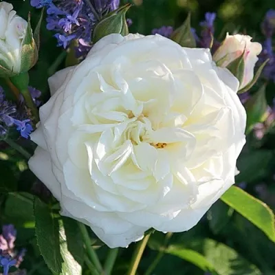 Саженцы роз АЛАБАСТЕР флорибунда  Саженцы роз АЛАБАСТЕР флорибунда в Курске