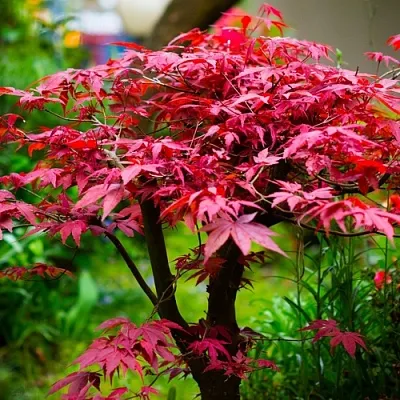 Клен дланевидный АТРОПУРПУРЕУМ  Клен дланевидный АТРОПУРПУРЕУМ в Курске