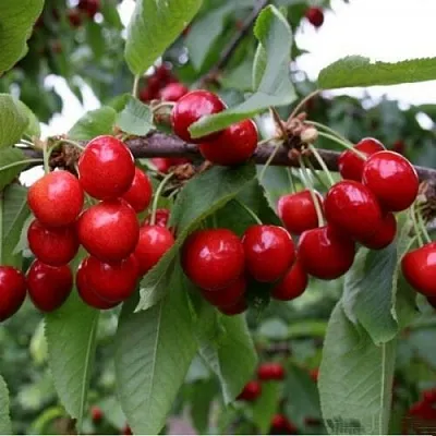 Черешня ДОНЕЦКАЯ КРАСАВИЦА  Черешня ДОНЕЦКАЯ КРАСАВИЦА в Курске