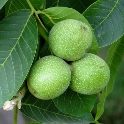 Грецкий орех ЮРИЙ ГАГАРИН  Грецкий орех ЮРИЙ ГАГАРИН в Курске