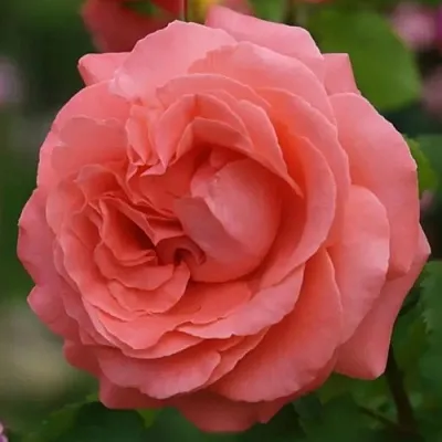 Саженцы роз ДИДИ БРИДЖУОТЕР плетистая  Саженцы роз ДИДИ БРИДЖУОТЕР плетистая в Курске