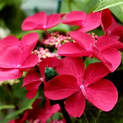 Гортензия РОТШВАНЦ крупнолистная в Курске