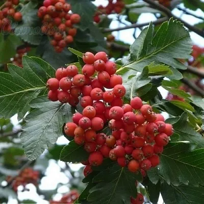 саженцы рябины