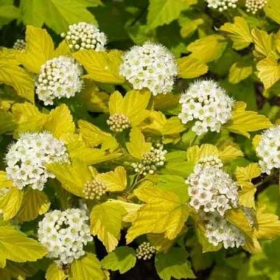 Пузыреплодник ДАРТС ГОЛД  Пузыреплодник ДАРТС ГОЛД в Курске