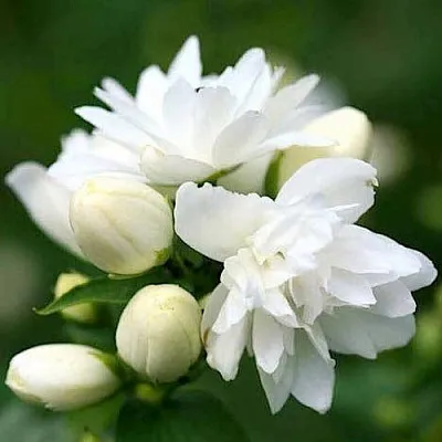 Жасмин ШНЕЕШТРУМ  Жасмин ШНЕЕШТРУМ в Курске