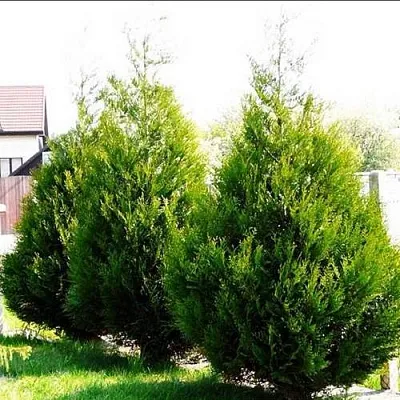Туя АТРОВИРЕНС складчатая  Туя АТРОВИРЕНС складчатая в Курске