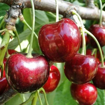 Черешня САШЕНЬКА  Черешня САШЕНЬКА в Курске