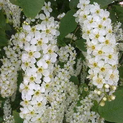 Черемуха САМОПЛОДНАЯ в Курске