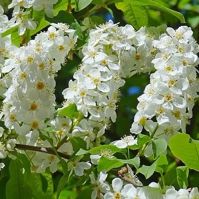 Черемуха ЧАЙКА в Курске