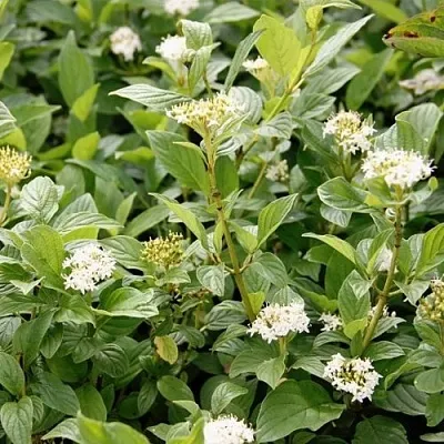 Дерен ФЛАВИРАМЕА отпрысковый   Дерен ФЛАВИРАМЕА отпрысковый  в Курске