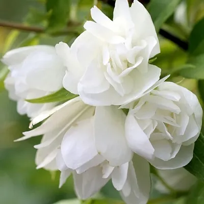 Жасмин МАНТО Д’ЭРМИН  Жасмин МАНТО Д’ЭРМИН в Курске