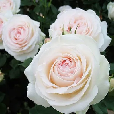 Саженцы роз ПАЛЕ РОЯЛЬ плетистая  Саженцы роз ПАЛЕ РОЯЛЬ плетистая в Курске