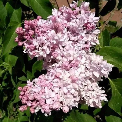 Сирень МИЛОСЕРДИЕ  Сирень МИЛОСЕРДИЕ в Курске