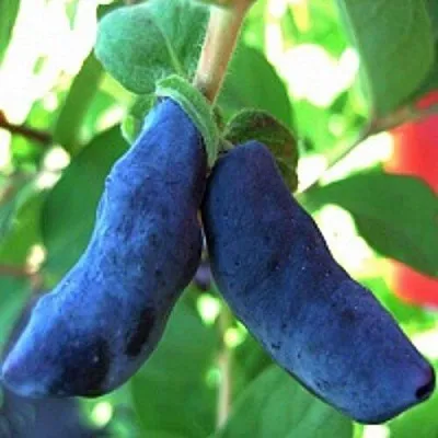 Жимолость съедобная БАКЧАРСКИЙ ВЕЛИКАН в Курске