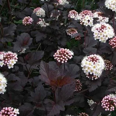 Пузыреплодник ДИАБЛО  Пузыреплодник ДИАБЛО в Курске