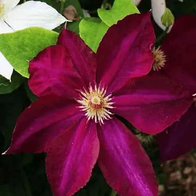 Клематис МАЗОВШЕ  Клематис МАЗОВШЕ в Курске