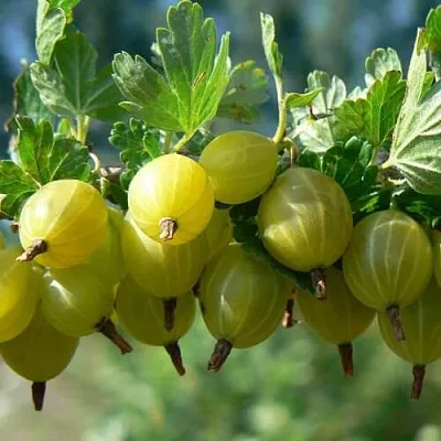 Крыжовник ХИННОНМАЙНЕН КЕЛЬТАЙНЕН  Крыжовник ХИННОНМАЙНЕН КЕЛЬТАЙНЕН в Курске