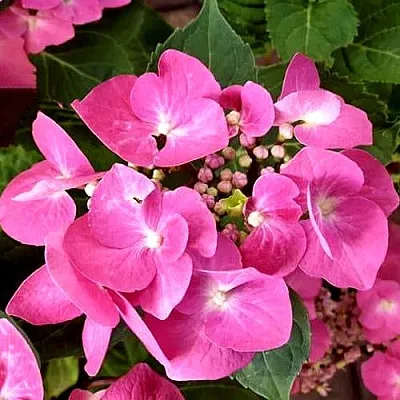 Гортензия ТАУБЕ крупнолистная  Гортензия ТАУБЕ крупнолистная в Курске