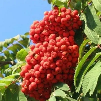 Рябина НЕВЕЖИНСКАЯ сладкоплодная — описание сорта Рябина НЕВЕЖИНСКАЯ сладкоплодная в Курске