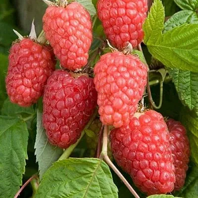 Малина КАСКАД ДЕЛАЙТ  Малина КАСКАД ДЕЛАЙТ в Курске