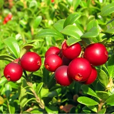 Брусника садовая РЕД ПЕРЛ  Брусника садовая РЕД ПЕРЛ в Курске