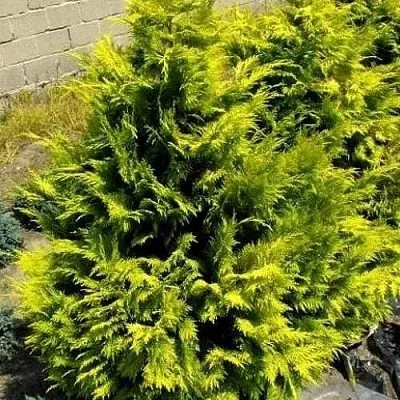 Кипарисовик ГОЛДЕН ВОНДЕР лавсона  Кипарисовик ГОЛДЕН ВОНДЕР лавсона в Курске