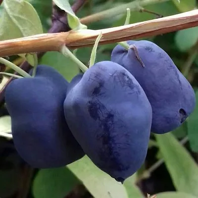 Жимолость съедобная БОРЕАЛ БЬЮТИ (СЕВЕРНАЯ КРАСАВИЦА) в Курске