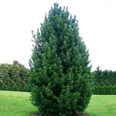 Сосна кедровая   Сосна кедровая  в Курске