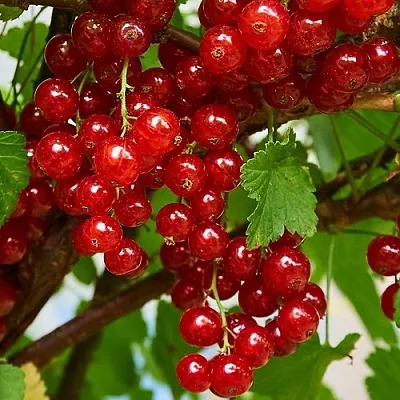 Смородина красная НАТАЛИ  Смородина красная НАТАЛИ в Курске